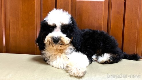 成約済の茨城県のミックス犬-334840の6枚目