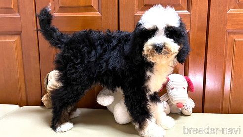 成約済の茨城県のミックス犬-334840の7枚目