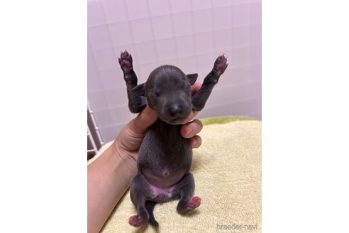 成約済の福岡県のイタリアングレーハウンド(イタグレ)-346439の2枚目