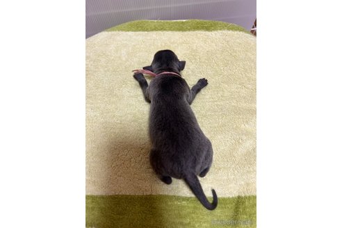 成約済の福岡県のイタリアングレーハウンド(イタグレ)-346439の3枚目