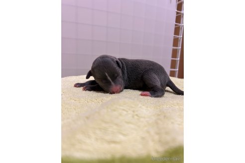 成約済の福岡県のイタリアングレーハウンド(イタグレ)-346444の3枚目