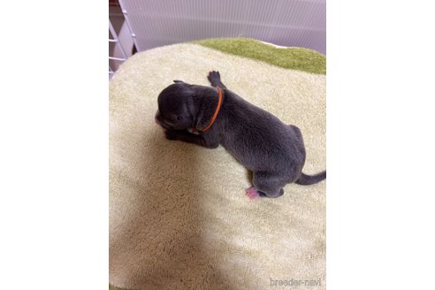 成約済の福岡県のイタリアングレーハウンド(イタグレ)-346444の2枚目