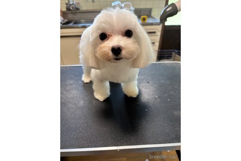 シュシュちゃん1枚目