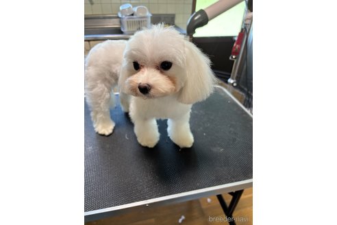シュシュちゃん1枚目