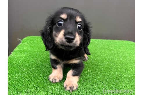 成約済の兵庫県のカニンヘンダックスフンド(ロングヘアード)-346878の5枚目