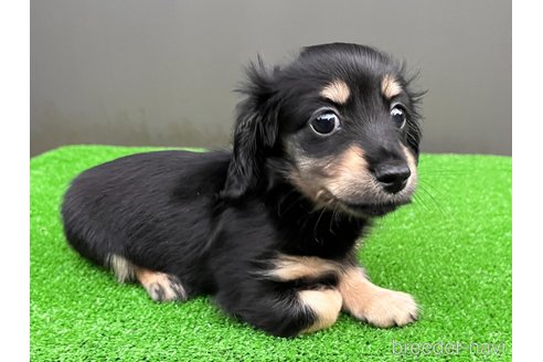 成約済の兵庫県のカニンヘンダックスフンド(ロングヘアード)-346878の4枚目