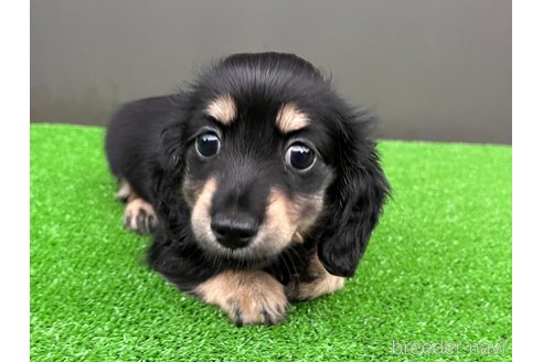 成約済の兵庫県のカニンヘンダックスフンド(ロングヘアード)-346878の3枚目