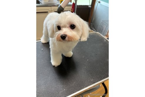 ビビちゃん1枚目