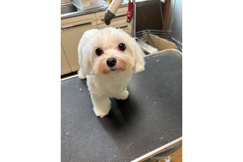 ビビちゃん1枚目