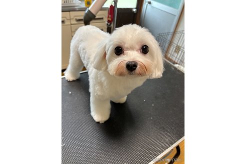 ビビちゃん1枚目