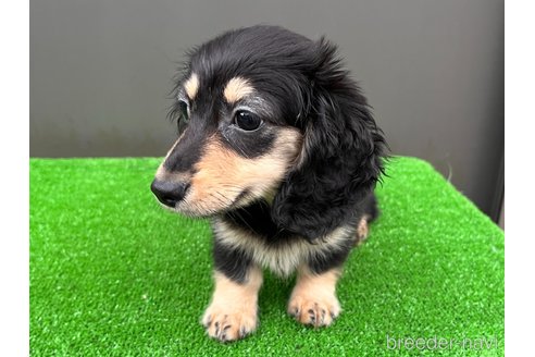 成約済の兵庫県のカニンヘンダックスフンド(ロングヘアード)-333801の5枚目