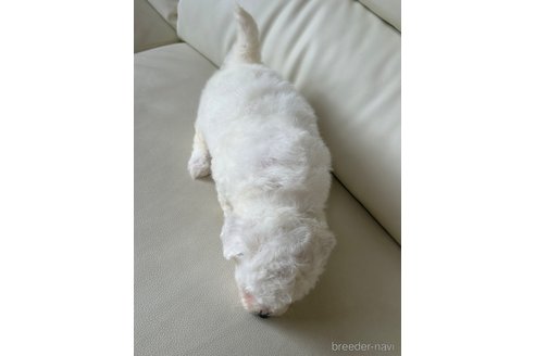 成約済の滋賀県のビションフリーゼ-346896の4枚目