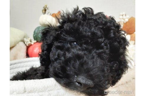 成約済の愛媛県のトイプードル-335433の3枚目