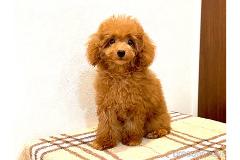 成約済の滋賀県のタイニープードル-331915の1枚目