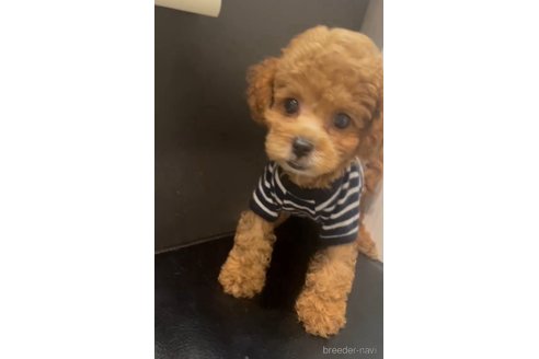 成約済の広島県のミックス犬-343686の2枚目