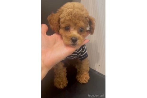 成約済の広島県のミックス犬-343686の3枚目