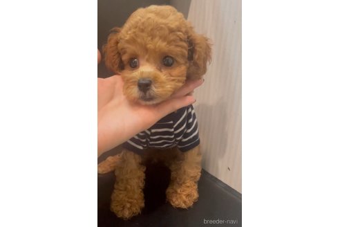 成約済の広島県のミックス犬-343686の1枚目