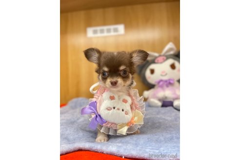 成約済の愛知県のチワワ(ロングコート)-346040の6枚目