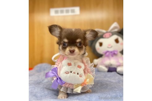 成約済の愛知県のチワワ(ロングコート)-346040の1枚目
