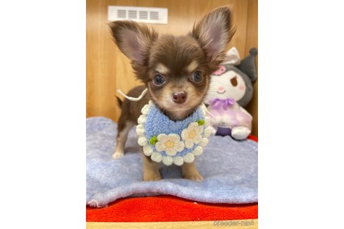 成約済の愛知県のチワワ(ロングコート)-346042の1枚目
