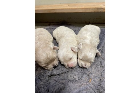 成約済の栃木県のマルプー:マルチーズ×トイプードル-344600の13枚目