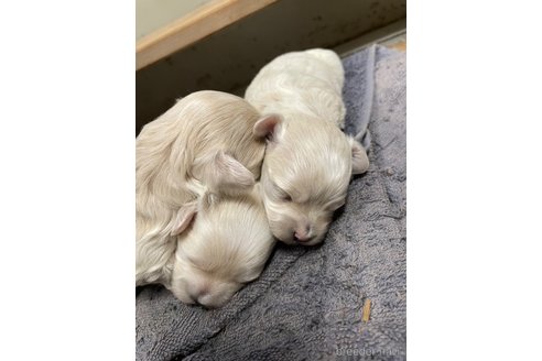成約済の栃木県のマルプー:マルチーズ×トイプードル-344599の10枚目