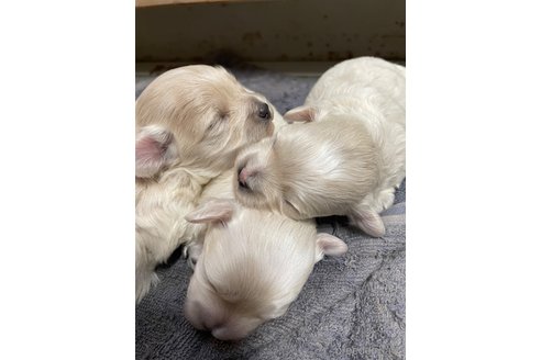 成約済の栃木県のマルプー:マルチーズ×トイプードル-344599の11枚目