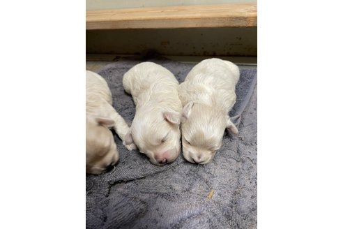 成約済の栃木県のマルプー:マルチーズ×トイプードル-344601の11枚目