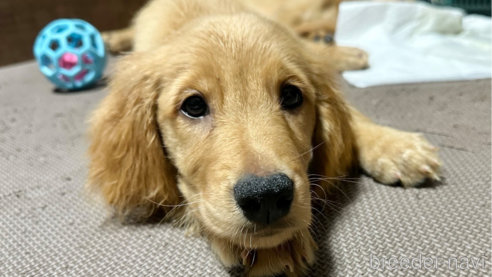 成約済の東京都のミックス犬-346913の1枚目