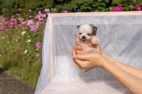 成約済の千葉県のポメチワ:ポメラニアン×チワワ-342107の6枚目