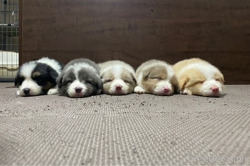 成約済の東京都のボーダーコリー-341583の5枚目