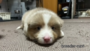 オンライン見学