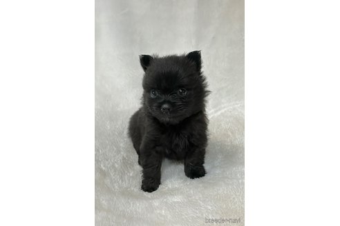 成約済の山口県のポメラニアン-346922の10枚目