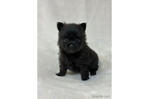 成約済の山口県のポメラニアン-346922の8枚目