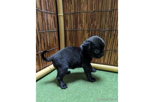 成約済の新潟県のパグ-346934の3枚目