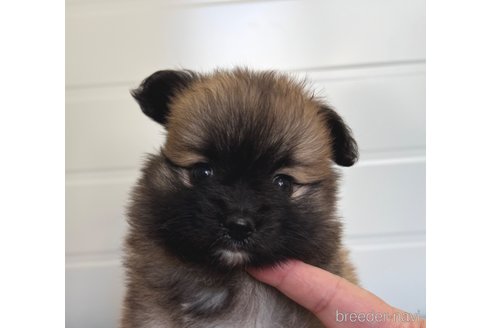 成約済の埼玉県のミックス犬-339520の7枚目