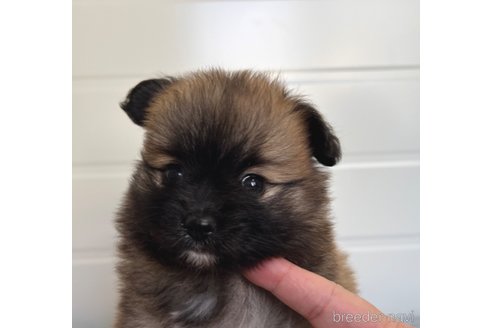 成約済の埼玉県のミックス犬-339520の6枚目