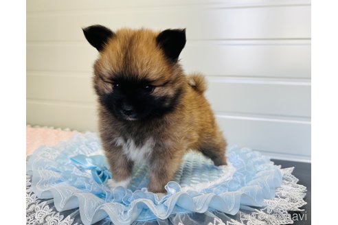 成約済の埼玉県のミックス犬-339529の8枚目