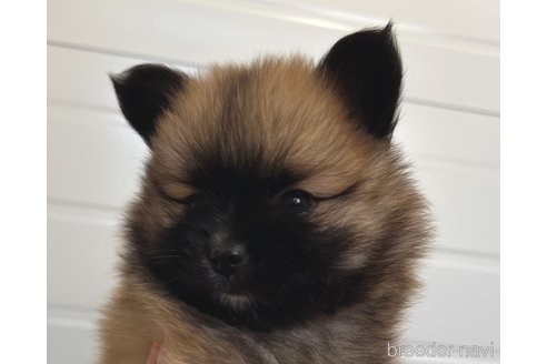 成約済の埼玉県のミックス犬-339529の7枚目
