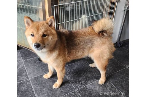 愛夢ちゃん1枚目
