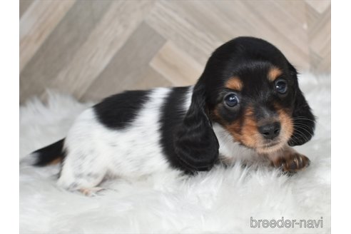 成約済の愛知県のミニチュアダックスフンド(ロングヘアード)-346977の7枚目