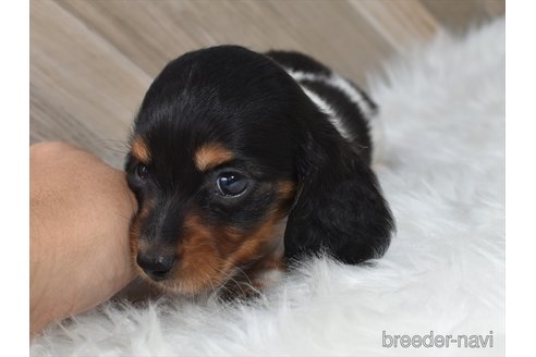 成約済の愛知県のミニチュアダックスフンド(ロングヘアード)-346977の6枚目