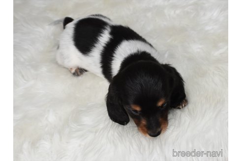 成約済の愛知県のミニチュアダックスフンド(ロングヘアード)-346977の5枚目