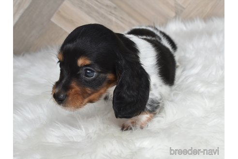 成約済の愛知県のミニチュアダックスフンド(ロングヘアード)-346977の4枚目