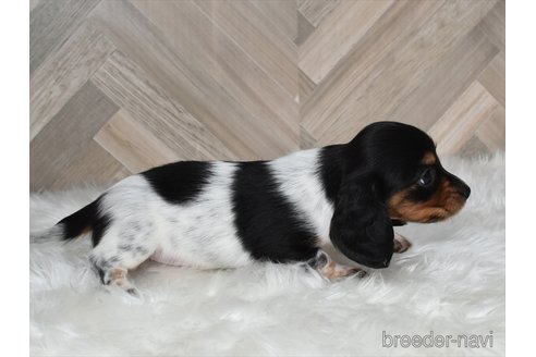 成約済の愛知県のミニチュアダックスフンド(ロングヘアード)-346977の3枚目