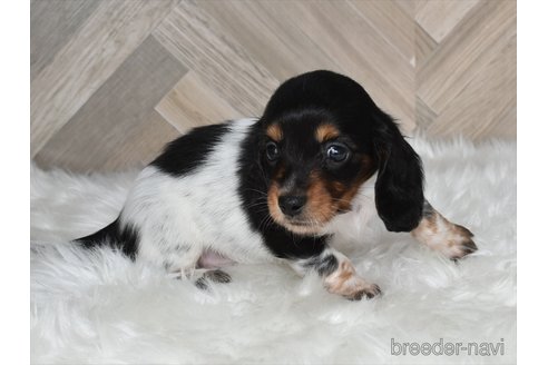 成約済の愛知県のミニチュアダックスフンド(ロングヘアード)-346977の2枚目