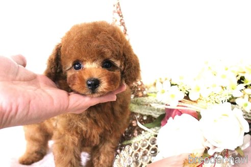 成約済の茨城県のトイプードル-346983の3枚目