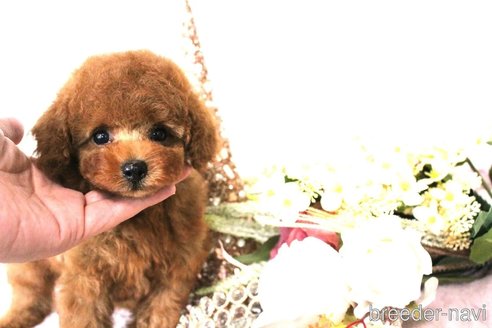 成約済の茨城県のトイプードル-346983の4枚目