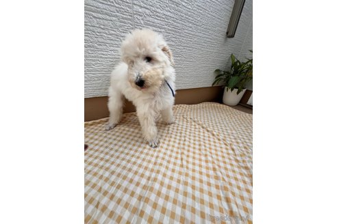 成約済の埼玉県のスタンダードプードル-334115の2枚目