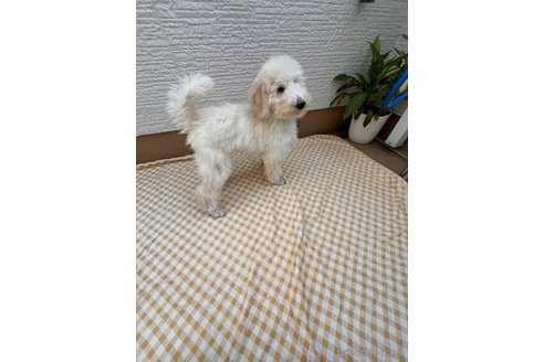 成約済の埼玉県のスタンダードプードル-334115の3枚目
